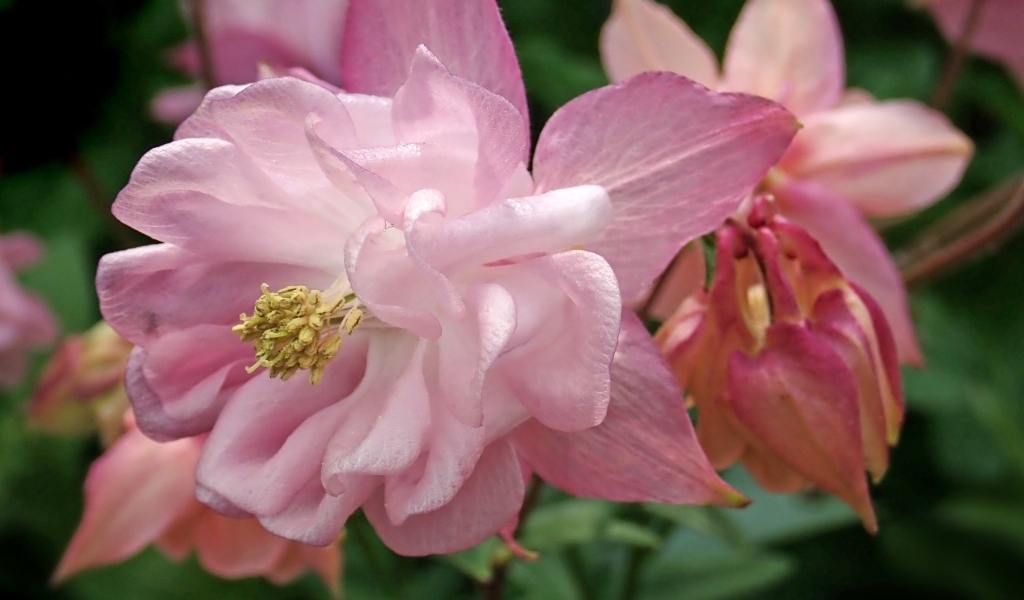 Красивый цветок водосбор крупным планом