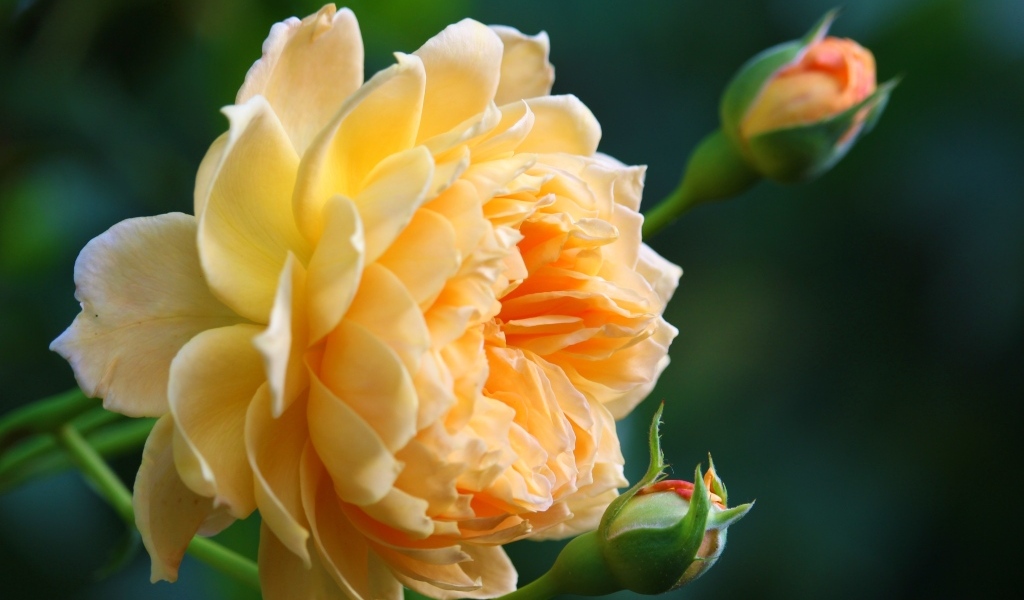 Красивая кремовая роза с бутонами роз