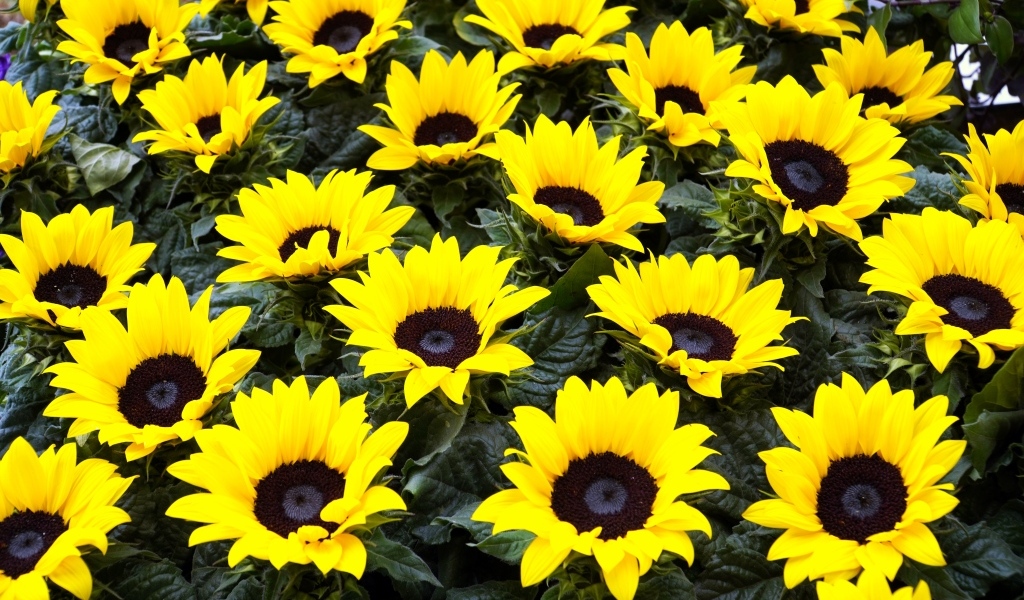 Красивые декоративные цветы подсолнухи