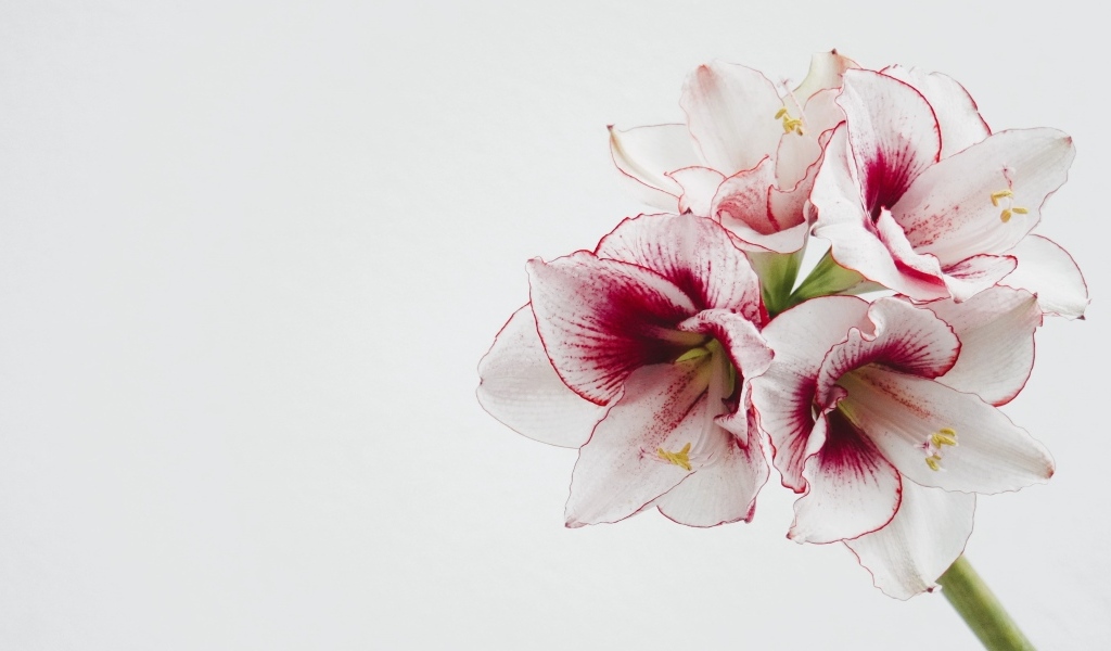 Красивый нежный цветок амариллис на белом фоне