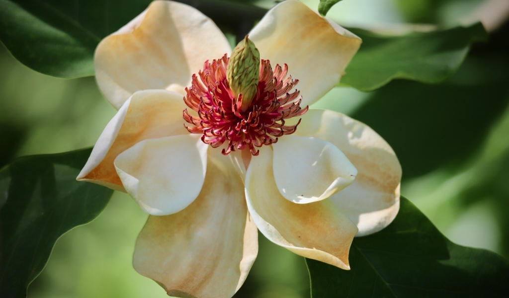 Красивая нежная кремовая магнолия