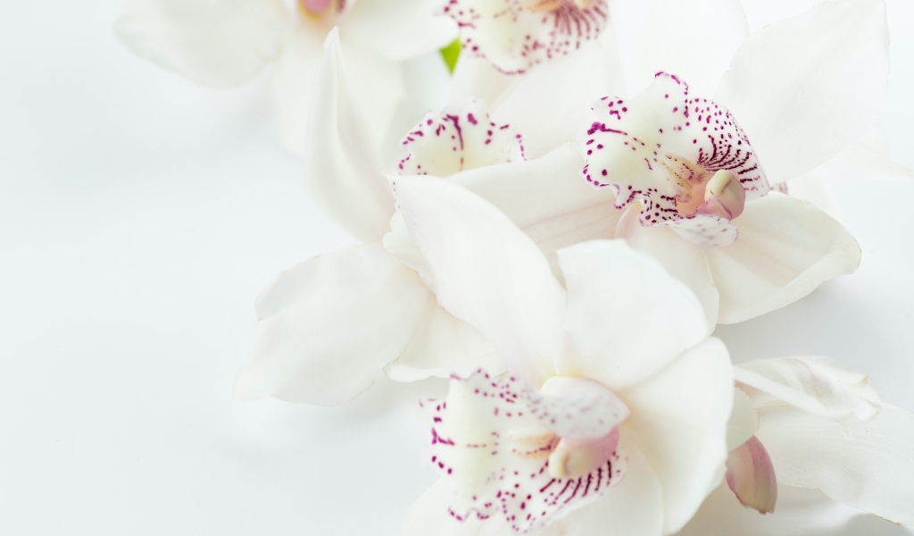 Красивая нежная орхидея с розовыми точками