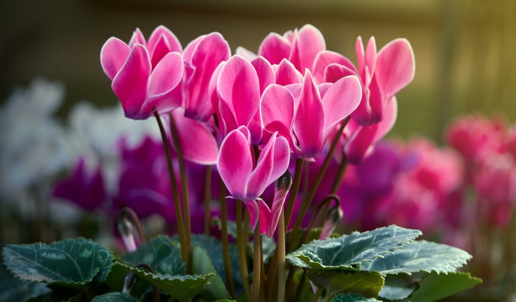 Красивые нежные розовые цветы цикламен