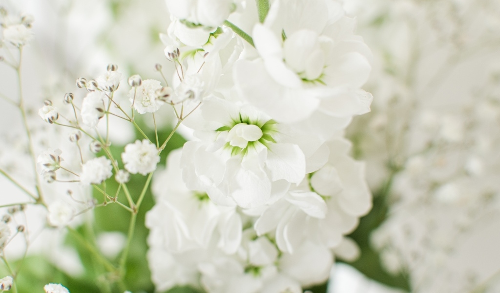 Красивый нежный белый цветок крупным планом