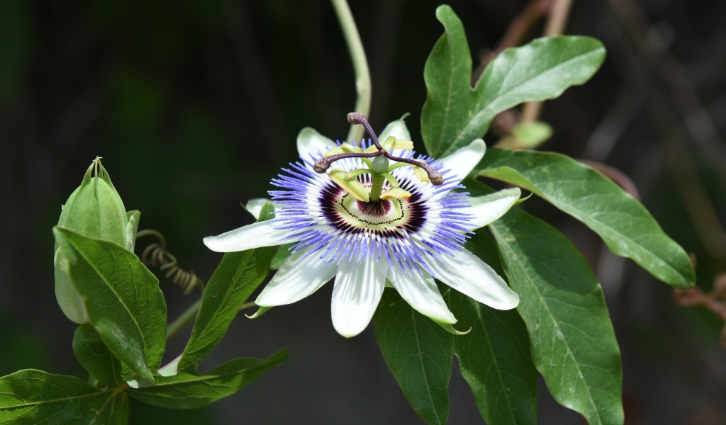 Красивый экзотический цветок на ветке