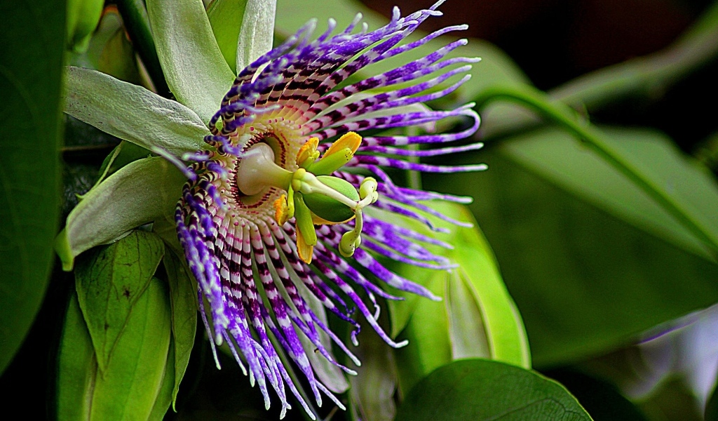 Красивый экзотический цветок маракуйи