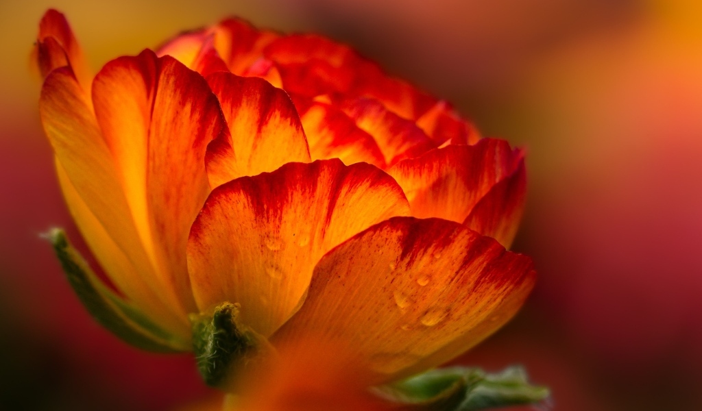 Красивый огненно-рыжий цветок крупным планом