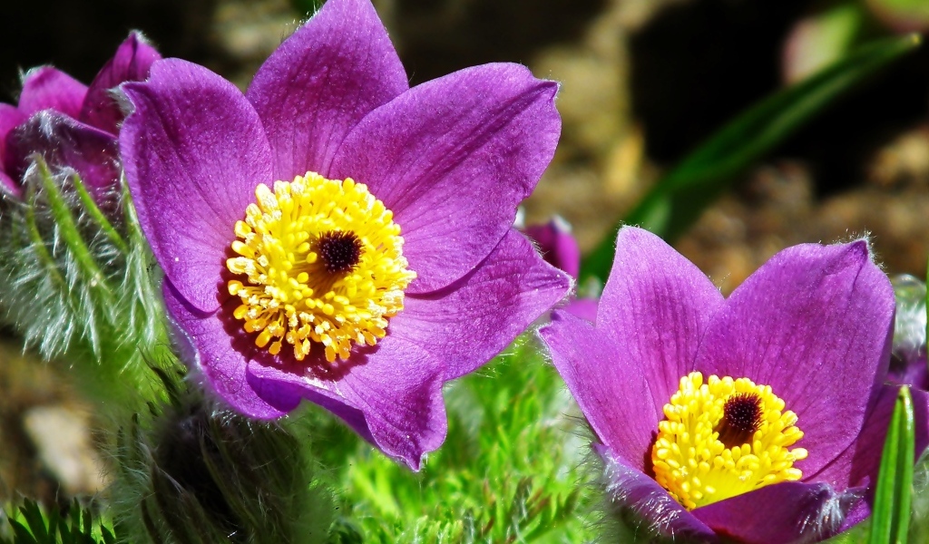 Красивые цветы прострел крупным планом