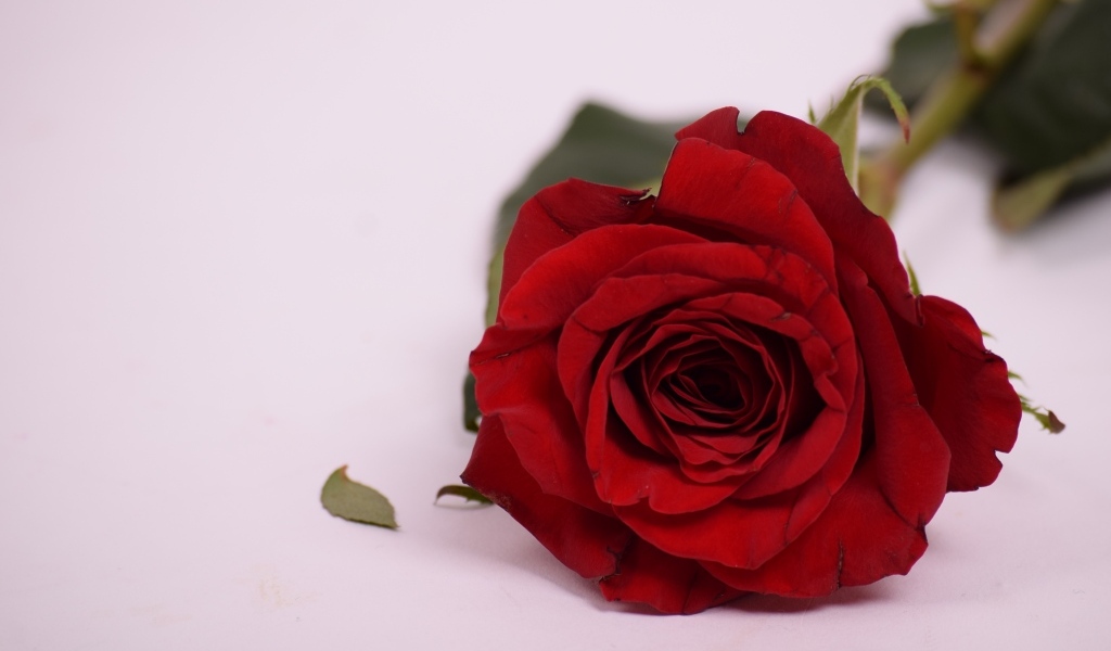 Красивая ароматная красная роза на сером фоне