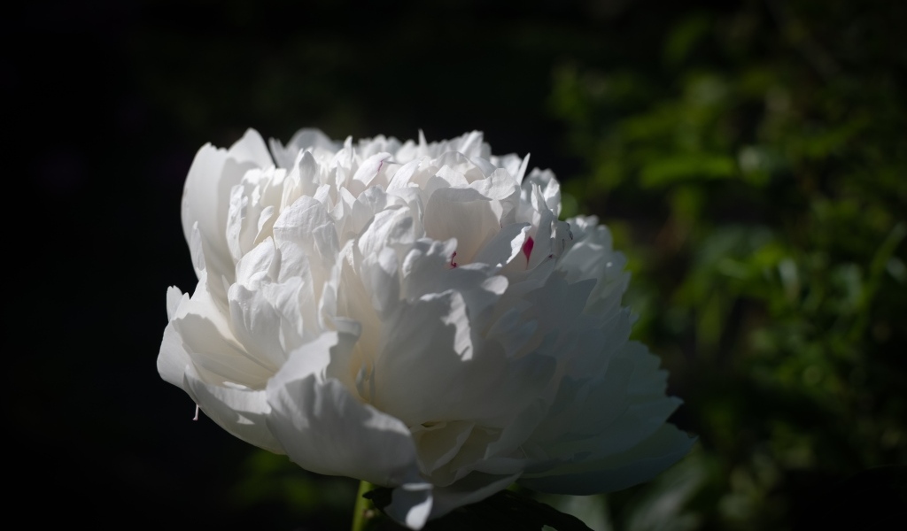 Красивый ароматный белый пион