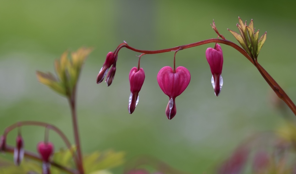 Красивые цветы фуксии крупным планом