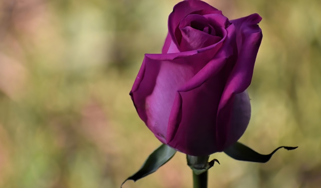 Красивая роза цвета фуксии 