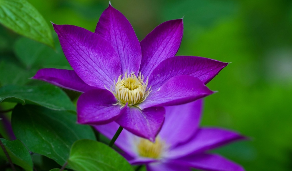 Красивые садовые клематисы вблизи