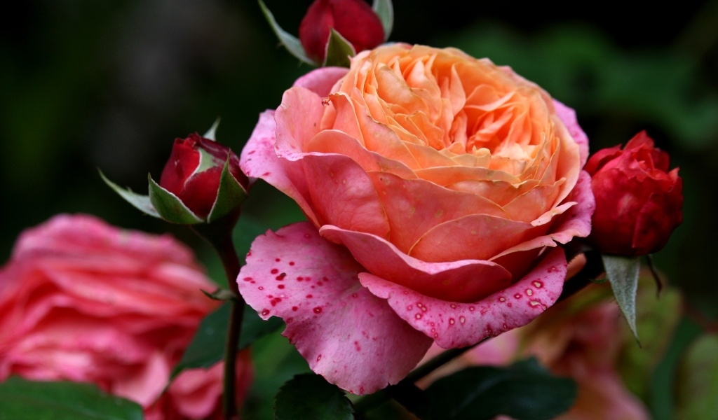 Красивая садовая розовая роза с бутонами