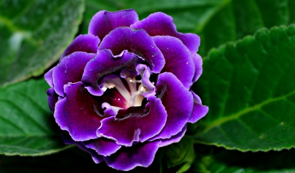 Красивый цветок глоксиния с зелеными листьями