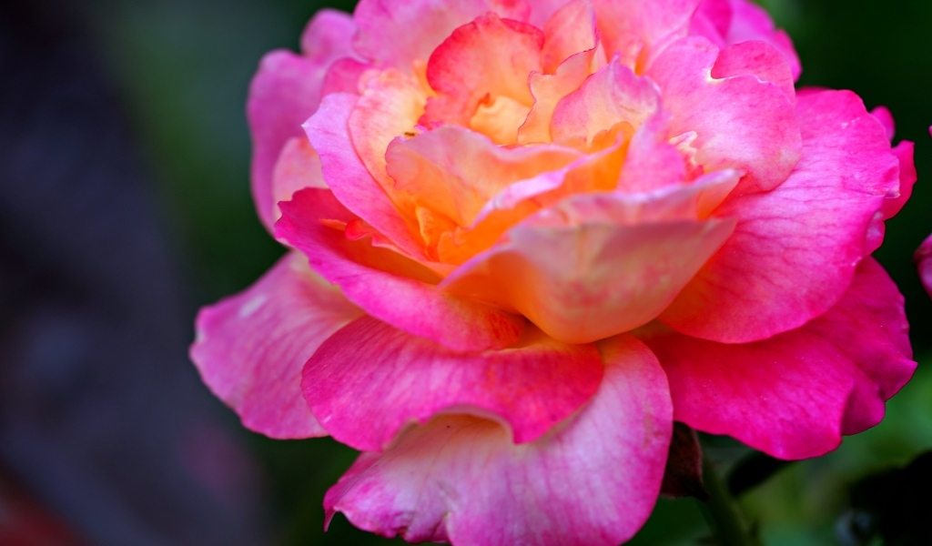 Красивая крупная розовая роза