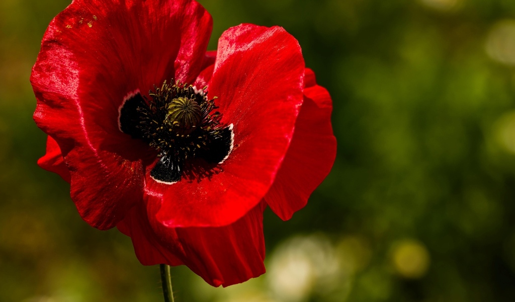 Красивый крупный цветок красного мака