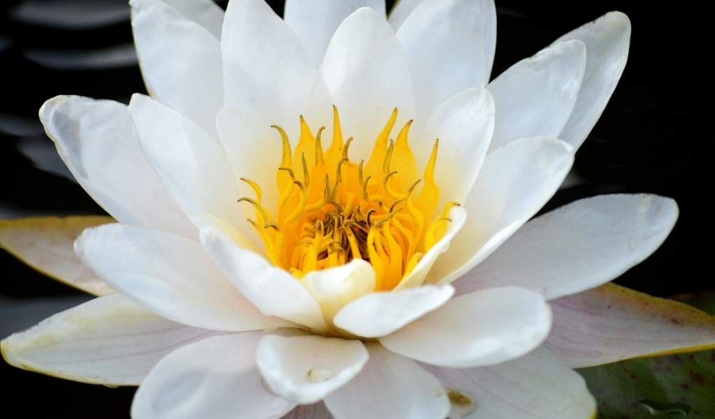 Красивый большой цветок водной лилии с желтой серединой