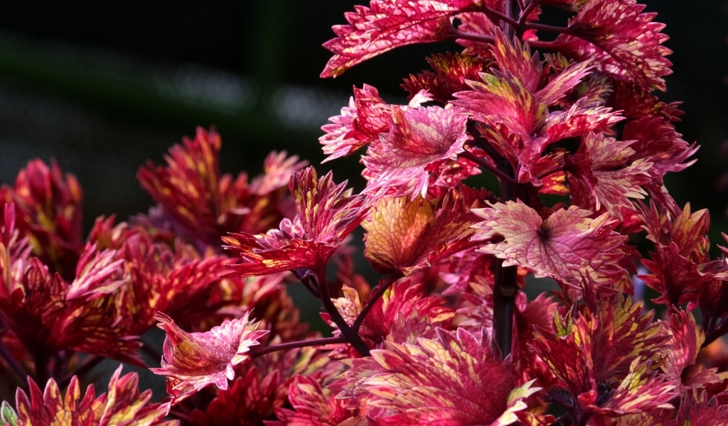 Красивые листья цветка колеус