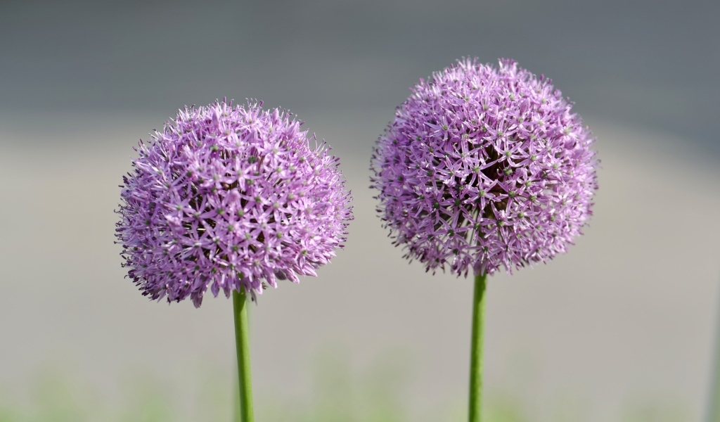 Красивые сиреневые шарики цветка Аллиум