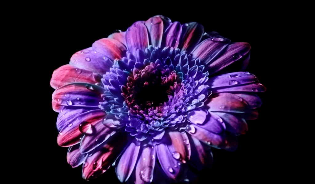 Красивый цветок сиреневой герберы на черном фоне