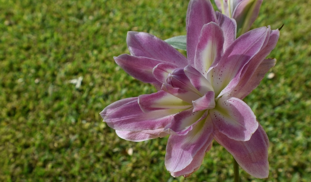 Красивая сиреневая лилия на клумбе