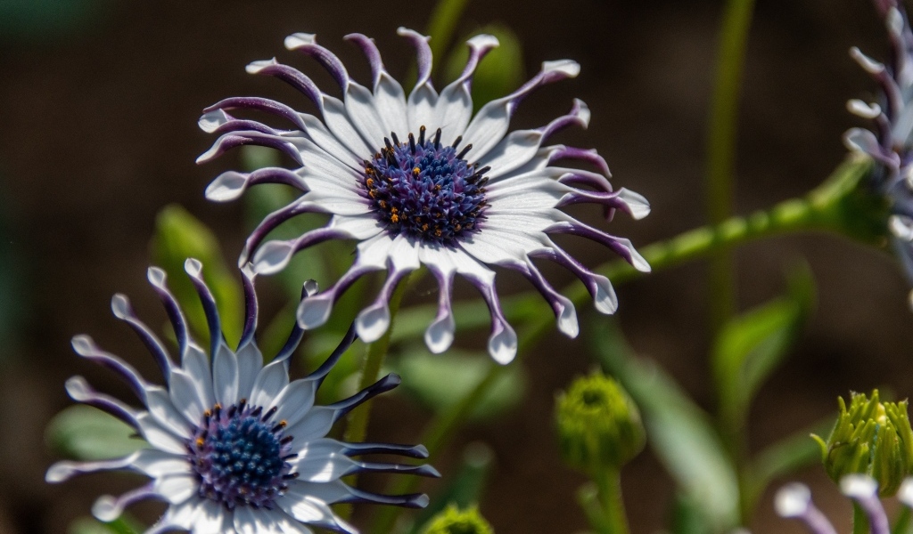 Красивые сиреневые цветы остеоспермум