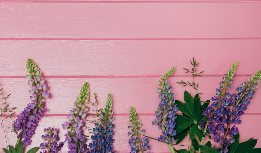 Красивые цветы люпина на розовом фоне