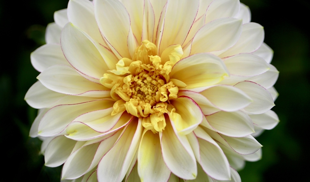 Красивый пышный цветок георгина крупным планом