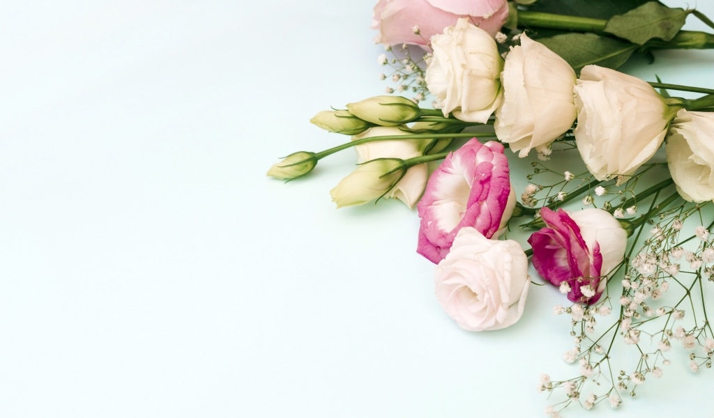 Красивые разноцветные цветы эустомы на белом фоне