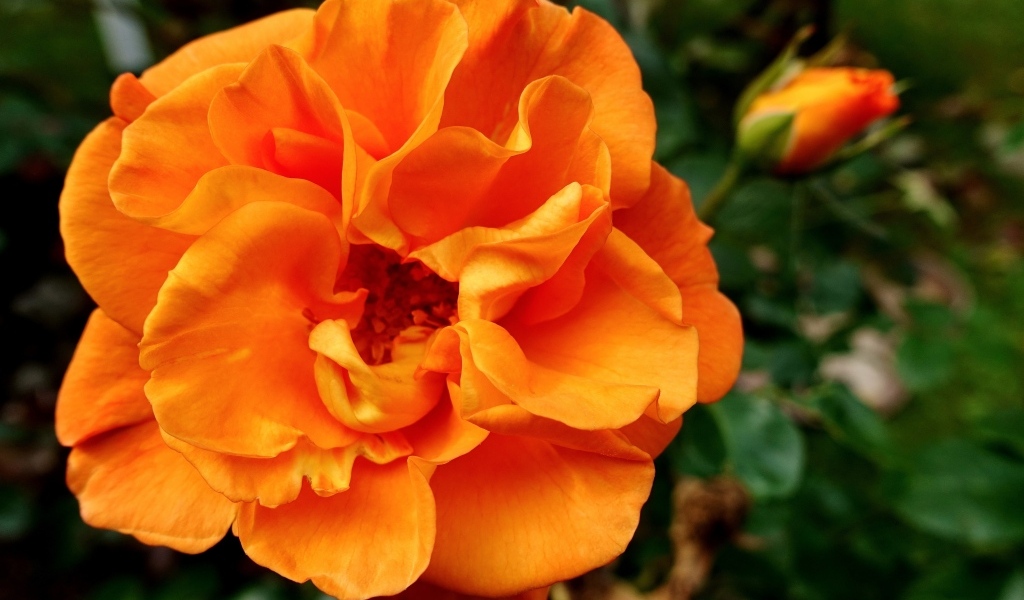 Красивая роза апельсинового цвета