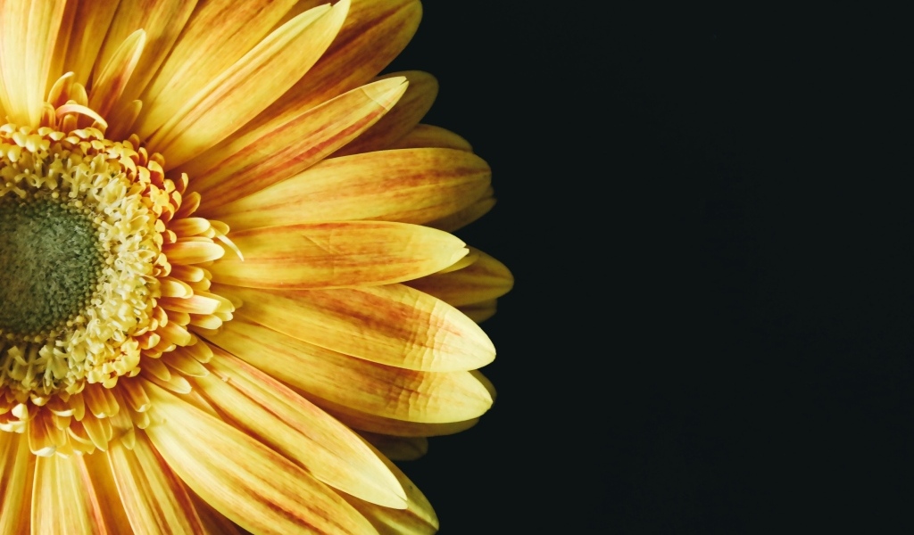 Красивый оранжевый цветок герберы на черном фоне