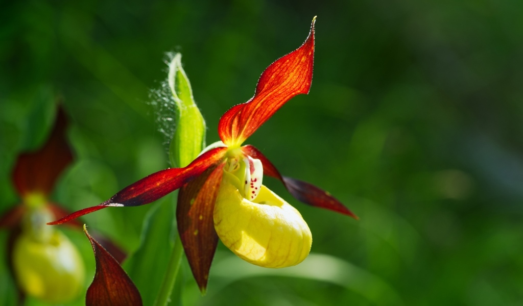 Красивый цветок оранжевой орхидеи на зеленом фоне