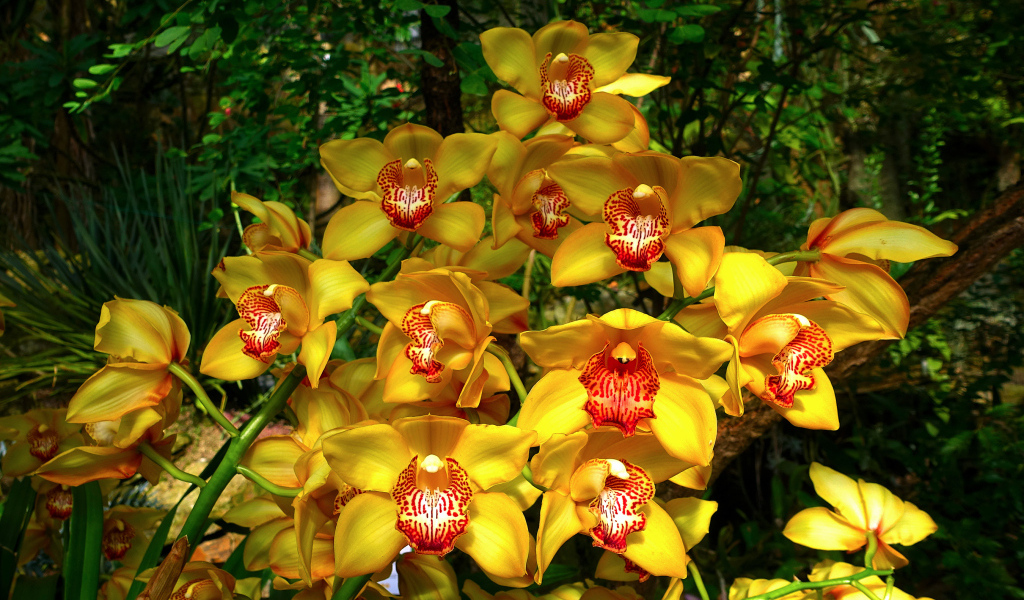 Красивые оранжевые цветы орхидеи в лесу