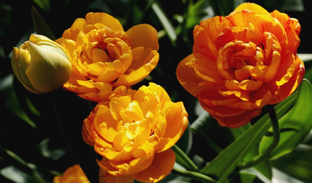 Красивые оранжевые тюльпаны на клумбе