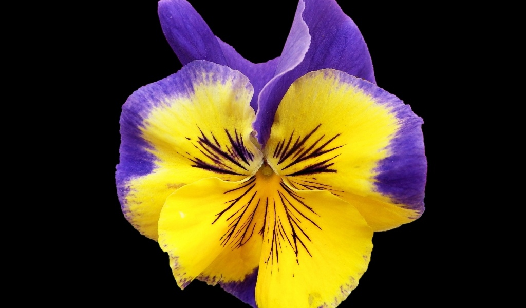 Красивый цветок анютины глазки на черном фоне