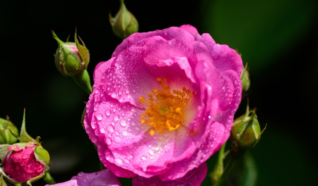 Красивая парковая роза с бутонами в каплях воды