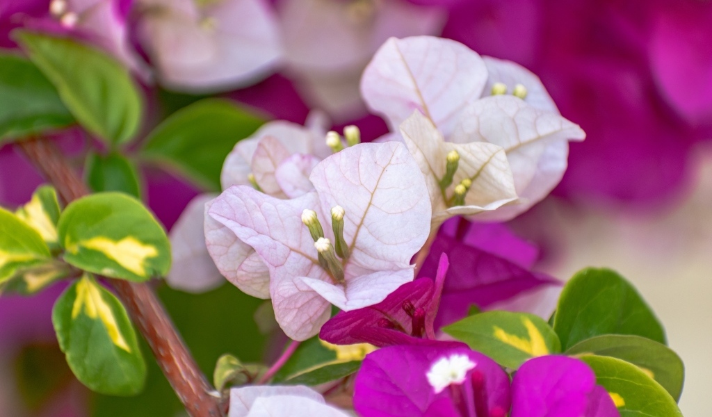 Красивые розовые цветы бугенвиллия