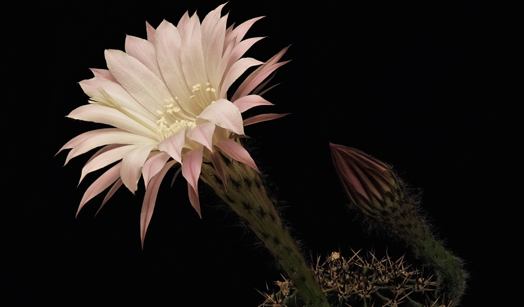 Красивый розовый цветок кактуса на черном фоне