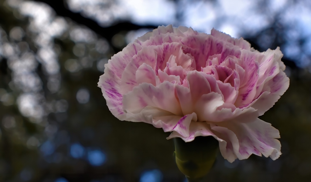 Красивая розовая гвоздика крупным планом