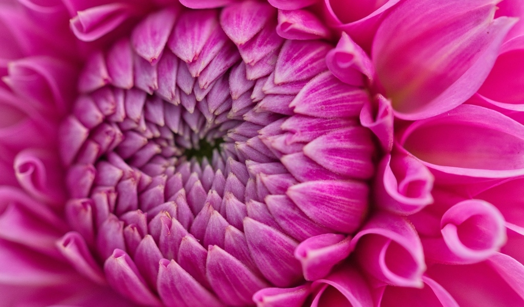 Красивый розовый цветок георгина крупным планом