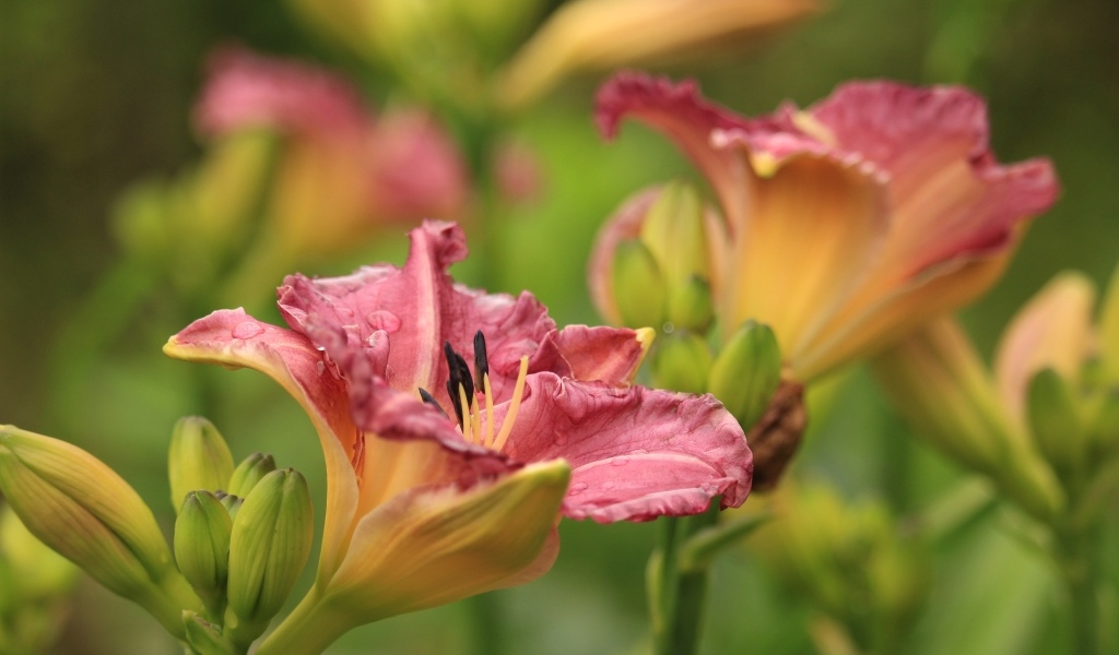 Красивые розовые цветы лилейник с бутонами на клумбе