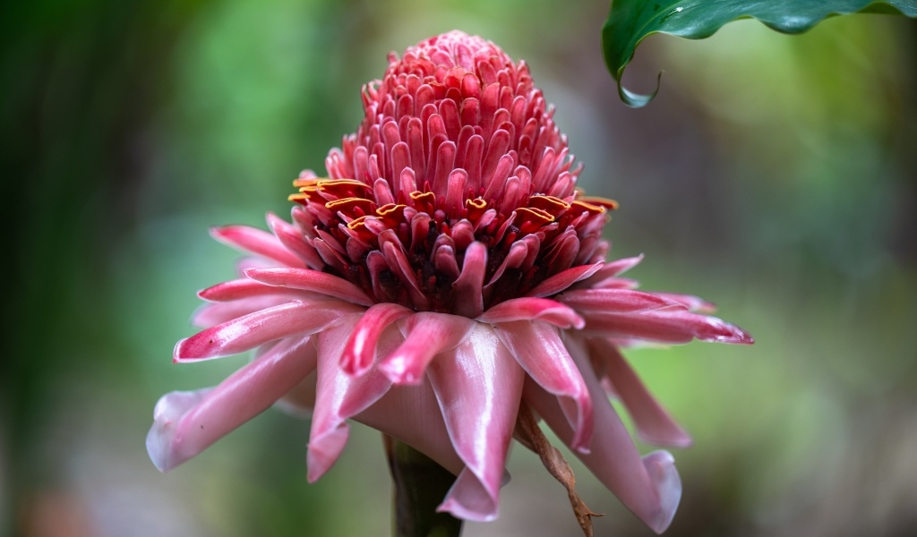 Красивый розовый цветок эхинацеи крупным планом