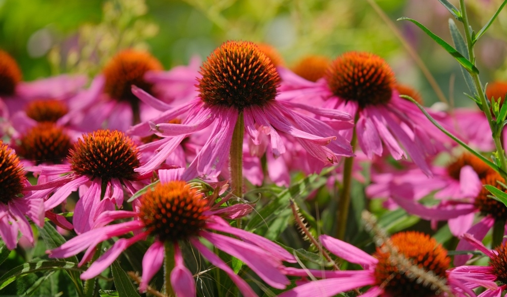 Красивые розовые цветы эхинацеи на клумбе