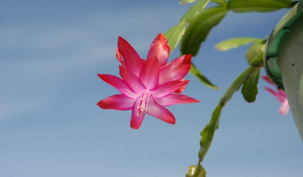 Красивый розовый цветок декабрист