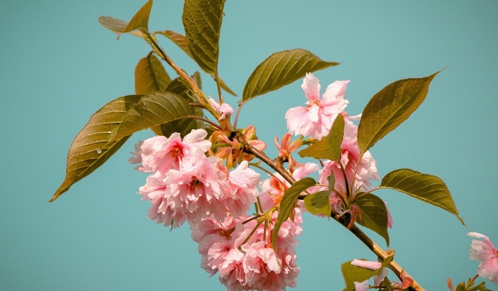 Красивые розовые цветы на ветках черешни 