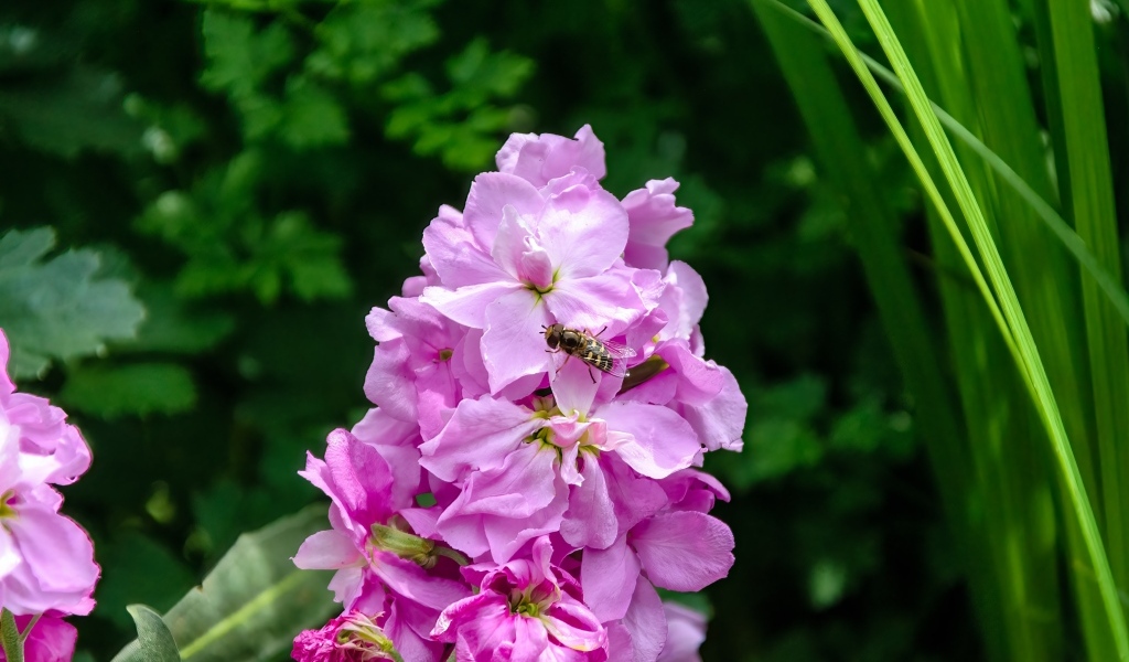 Красивый розовый садовый цветок