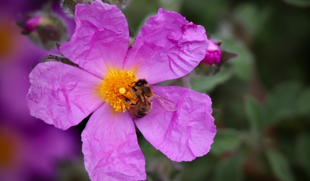 Красивый розовый садовый цветок с пчелой