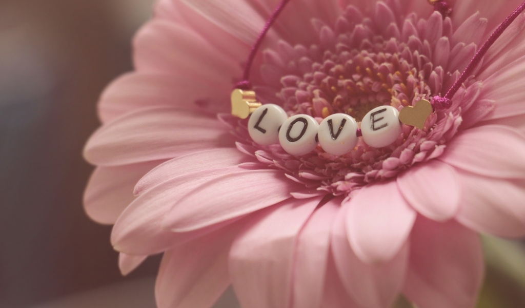Красивая розовая гербера с надписью любовь