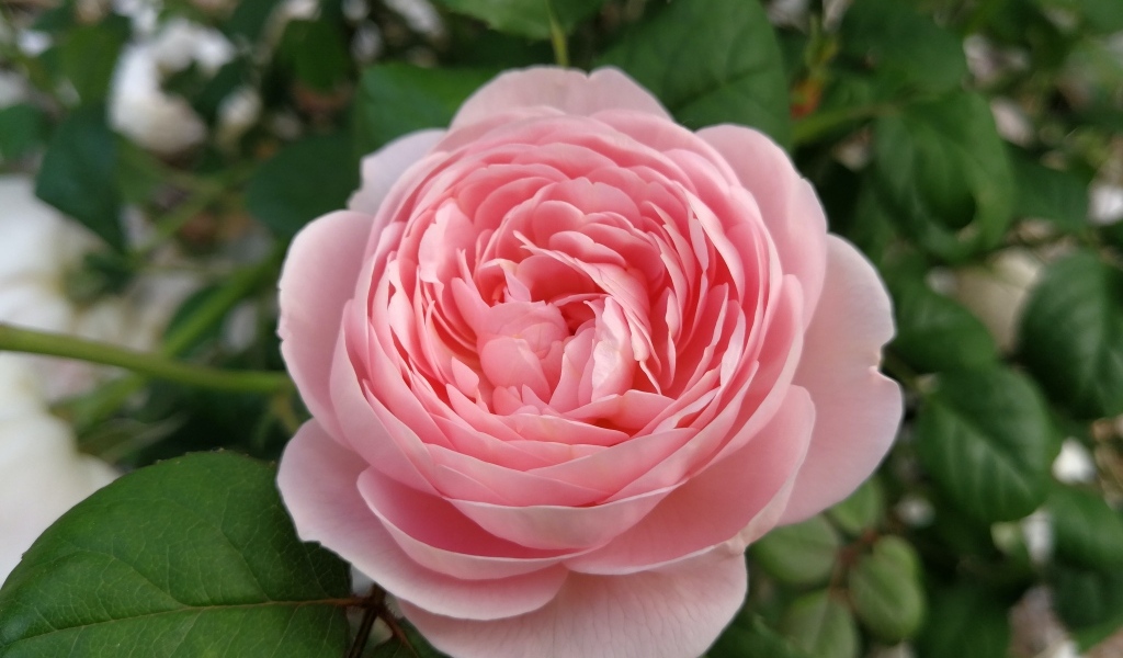 Красивая розовая пышная роза с зелеными листьями